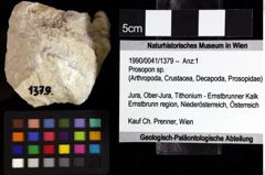 Foto (Objket + Etiketten) von Prosopon sp. 